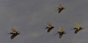flere store døgnfluer sitter på vannet